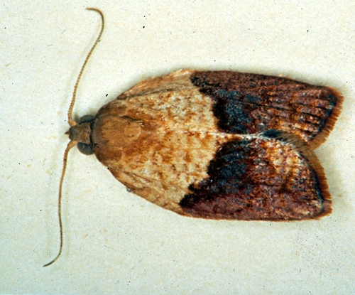 Male Light Brown Apple Moth
