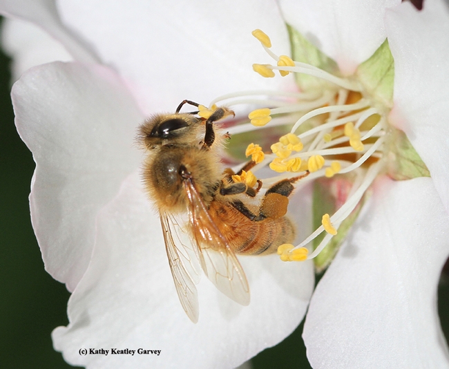 Close-up of a honey bee pollinating an almond blossom. (Photo by Kathy Keatley Garvey)