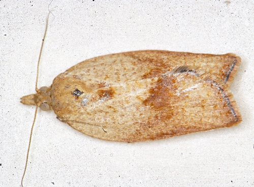Female Light Brown Apple Moth