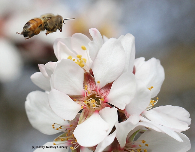 Honey bee heading for the next blossom. (Photo by Kathy Keatley Garvey)