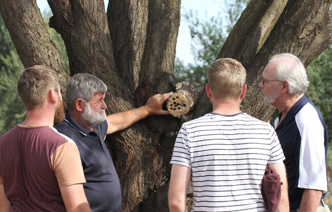 Trevor Monson (second from left) and nephew Reece and son Jonathan chat with native pollination specialist Robbin Thorp (far right), distinguished emeritus professor of entomology. They are looking at a Valley carpenter bee nest. (Photo by Kathy Keatley Garvey)