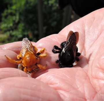 A male Valley carpenter bee (left) and a female Valley carpenter bee. They are beginning to stir, with the warmth of the sun and Robbin Thorp's hand. (Photo by Kathy Keatley Garvey)
