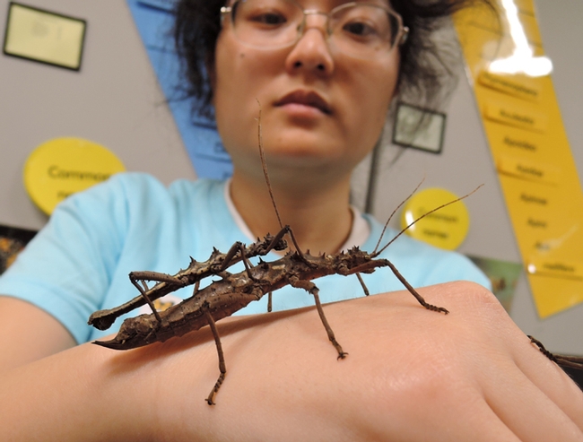 Entomology student Stephanie Wu holds walking sticks. These are Those are thorny stick insects, Aretaon asperrimus, from Borneo. (Photo by Kathy Keatley Garvey)