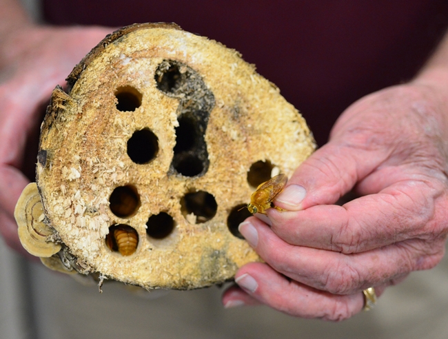 These are male Valley carpenter bees, shown here by native pollinator specialist Robbin Thorp, distinguished emeritus professor of entomology. (Photo by Kathy Keatley Garvey)