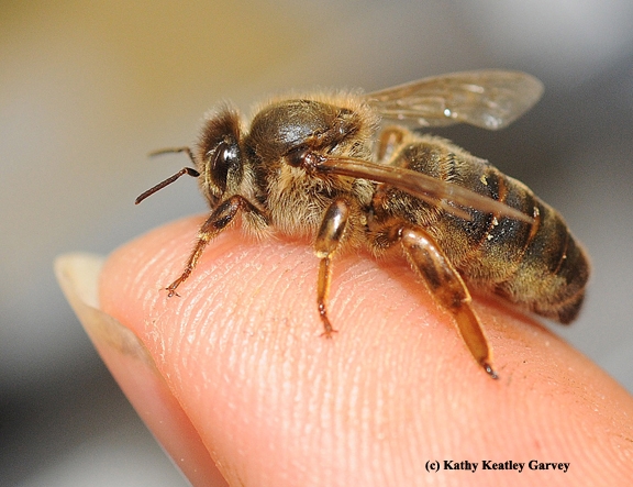 A honey bee queen on a finger. (Photo by Kathy Keatley Garvey)