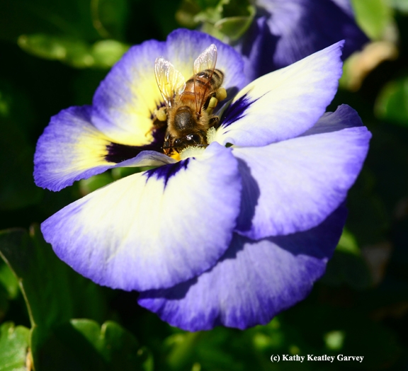 Honey bee foraging on a pansy. (Photo by Kathy Keatley Garvey)