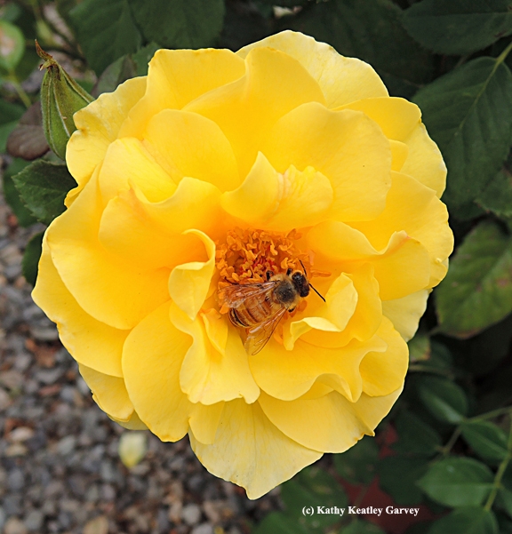 Honey bee foraging on a rose. (Photo by Kathy Keatley Garvey)