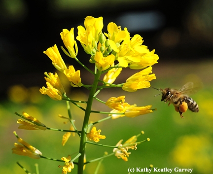 A honey bee with a huge pollen load heads for more mustard pollen. (Photo by Kathy Keatley Garvey)