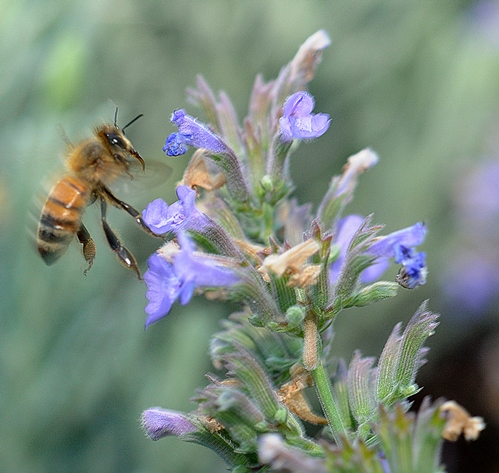 Honey Bee and Catmint