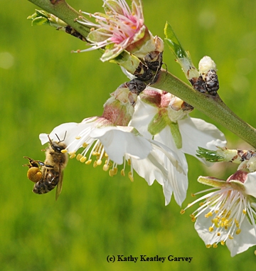 Honey bee packing pollen from an almond blossom. (Photo by Kathy Keatley Garvey)