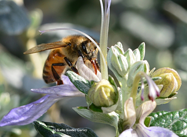 A honey bee gathering nectar from a bush germander at CornerStone Sonoma. (Photo by Kathy Keatley Garvey)