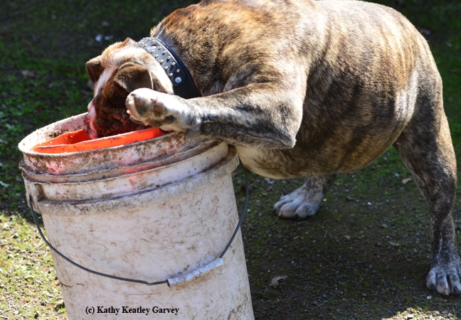 There's only one thing on Axel's bucket list: a bucket. (Photo by Kathy Keatley Garvey)