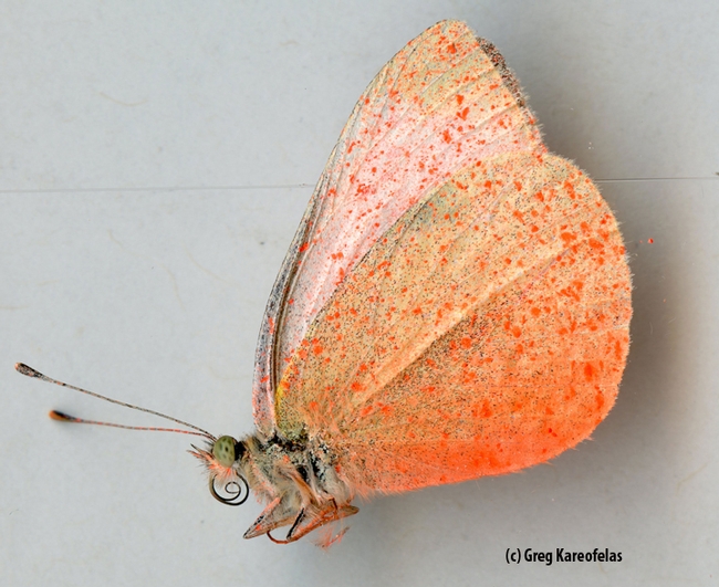 Ventral view: a cabbage white butterfly sprayed pink. (Photo by Greg Kareofelas)