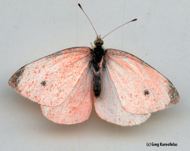 Dorsal view: the cabbage white butterfly sprayed pink. (Photo by Greg Kareofelas)