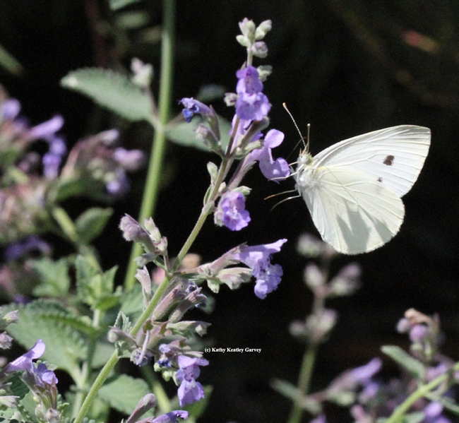 A cabbage white butterfly in the wild. (Photo by Kathy Keatley Garvey)