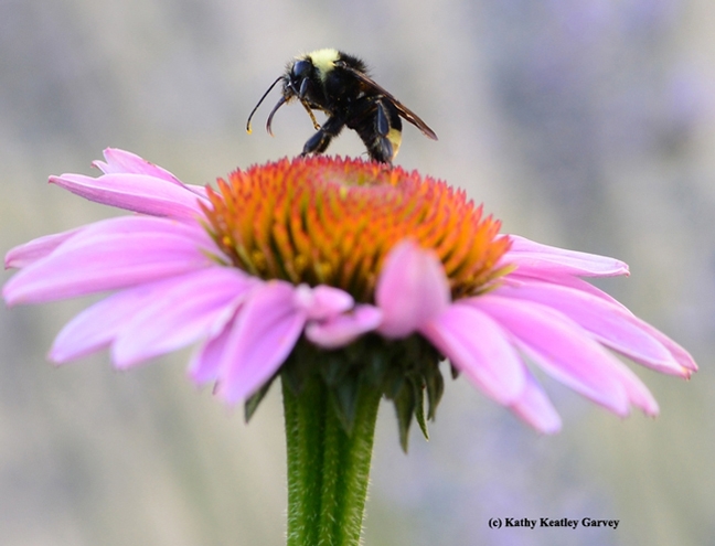 A black-faced bumble bee, Bombus fervidus (formerly Bombus californicus) on a coneflower. (Photo by Kathy Keatley Garvey)