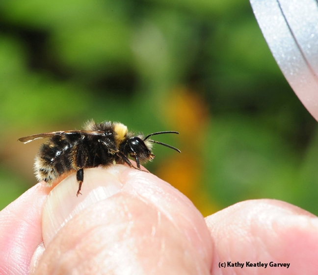 This is the Western bumble bee, Bombus occidentalis, which is declining rapidly. (Photo by Kathy Keatley Garvey)