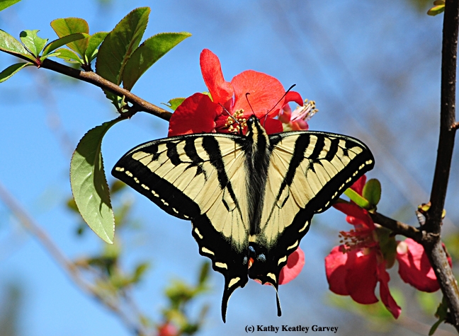 A Western tiger swallowtail, Papilio rutulus, visiting a flowering quince in the UC Davis Arboretum. Butterflies are pollinators. (Photo by Kathy Keatley Garvey)