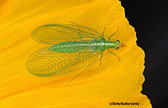 Membranous wings of the green lacewing. (Photo by Kathy Keatley Garvey)