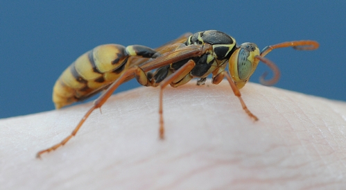Yellow-legged paper wasp
