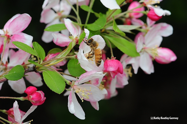 Honey bee foraging on flowering crab apple. (Photo by Kathy Keatley Garvey)