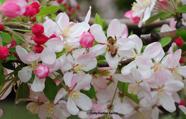 Check out the pollen load of this honey bee on flowering crab apple. (Photo by Kathy Keatley Garvey)