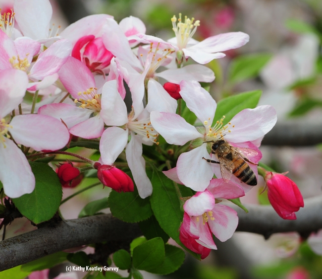 This bee is coated with pollen from the crab apple blossoms. These photos were taken in the Sonoma Cornerstone gardens. (Photo by Kathy Keatley Garvey)