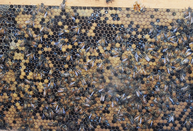 Honey bees going about their bees-ness. (Photo by Kathy Keatley Garvey)