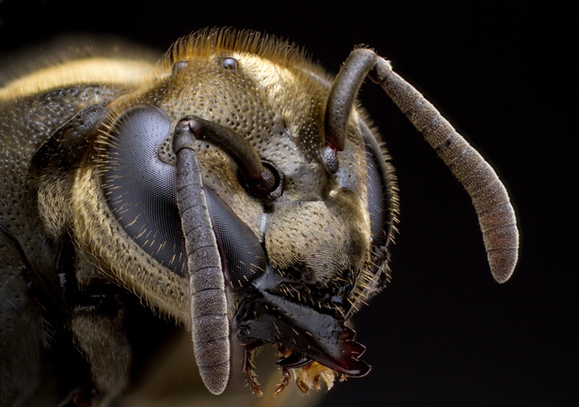 Alex Wild's portrait of a Mexican honey wasp, San Antonio, Texas. This public domain image is among the images in the newly launched 
