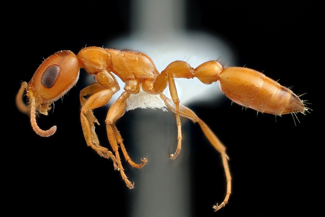 Alex Wild's image of a Californian Pseudomyrmex twig ant.  This is one of the images in 
