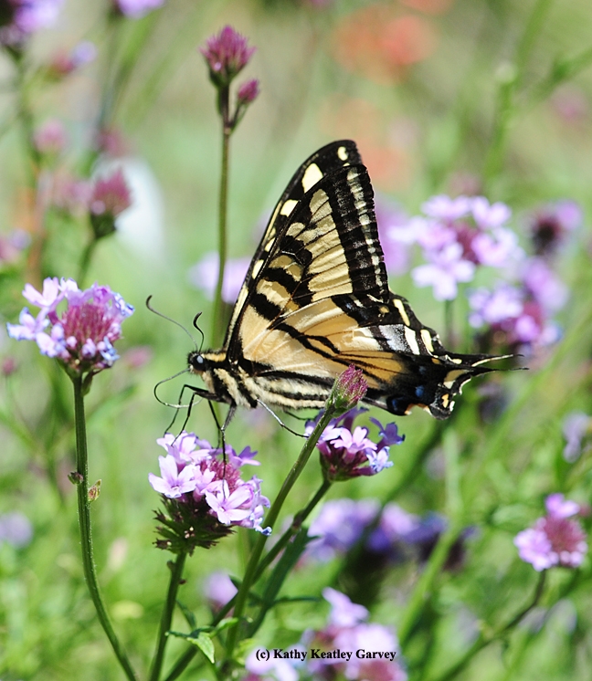 Western Tiger Swallowtail sipping nectar from Verbena. (Photo by Kathy Keatley Garvey)