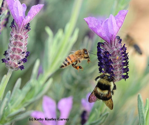 A black-tailed bumble bee (Bombus melanopygus) foraging on Spanish lavender, while a honey bee buzzes in to get her share. (Photo by Kathy Keatley Garvey)