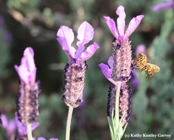 Honey bees lovin' the Spanish lavender. (Photo by  Kathy Keatley Garvey)