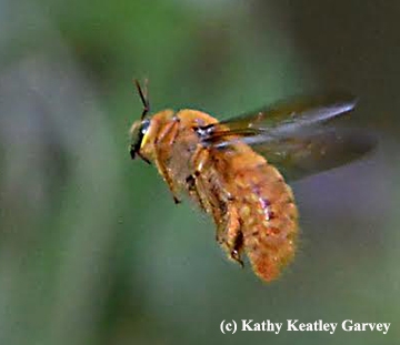 A male Valley carpenter bee, Xylocopa varipuncta, in flight at UC Davis. (Photo by Kathy Keatley Garvey)