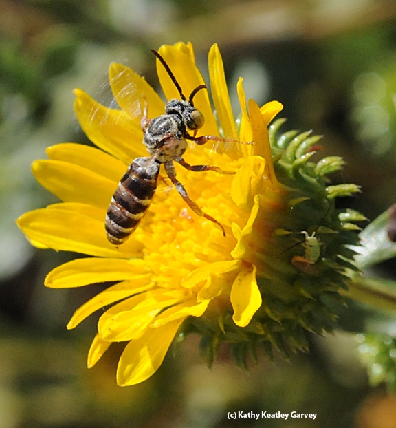 A cuckoo bee foraging on a gum plant. This insect is Triepeolus (maybe Epeolus), says native pollinator specialist Robbin Thorp, distingished emeritus professor of entomology at UC Davis. The little bug on the right appears to be a lygaeid bug nymph, according to Lynn Kimsey, director of the Bohart Museum of Entomology and professor of entomology at UC Davis. (Photo by Kathy Keatley Garvey)
