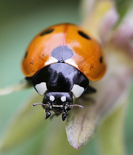 Would you like to have your very own lady beetle, aka lady bug? The UC Statewide Integrated Pest Management Program will be giving them away at Briggs Hall during the 101st annual UC Davis Picnic Day. (Photo by Kathy Keatley Garvey)