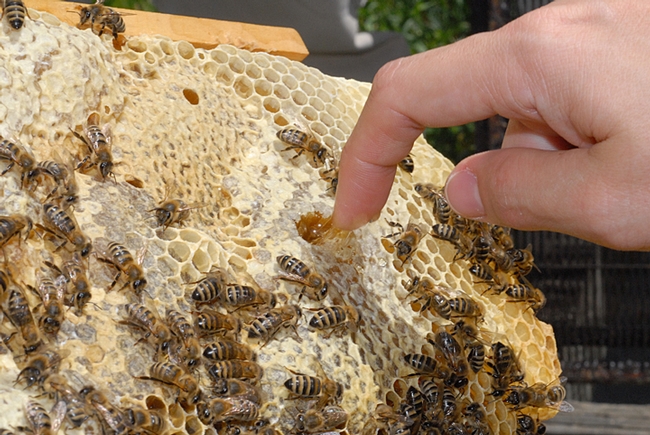 Beekeepers like to sample honey fresh from a comb. (Photo by Kathy Keatley Garvey)