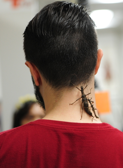 They're doing the walking stick crawl on the back of Wade Spencer's neck. (Photo by Kathy Keatley Garvey)