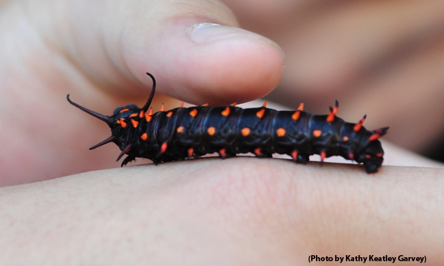 The human touch: young fingers touch the Pipevine Swallowtail caterpillar. (Photo by Kathy Keatley Garvey)