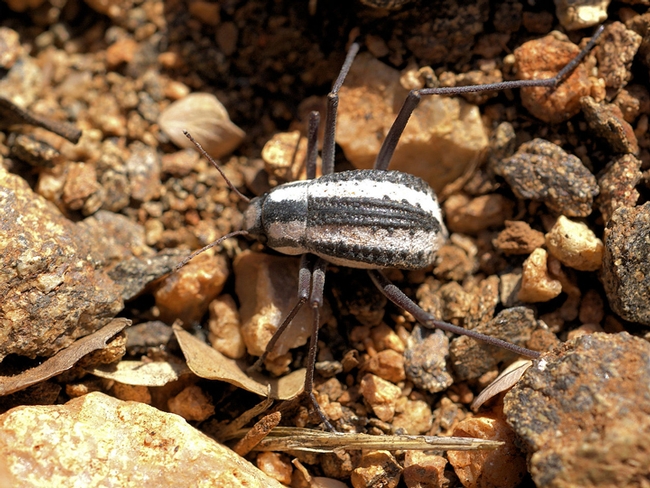A Racing Stripe Darkling Beetle at Epupa Falls, Namibia. (Photo by Hans Hillewaert, Courtesy of Wikipedia)