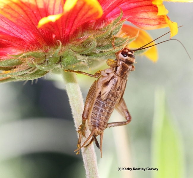 What's wrong with this picture? This is not a field cricket but a house cricket. (Photo by Kathy Keatley Garvey)