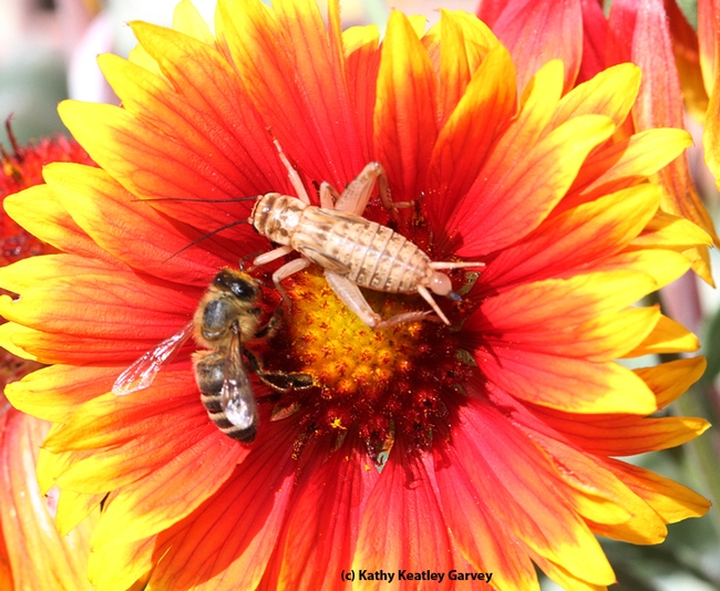 A honey bee and a cricket sharing the same blanket flower. (Photo by Kathy Keatley Garvey)