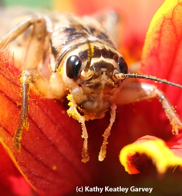 Close-up of a cricket on a blanket flower (Gaillardia). (Photo by Kathy Keatley Garvey)