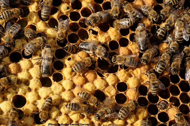 Honey bees keeping bee-sy. (Photo by Kathy Keatley Garvey)