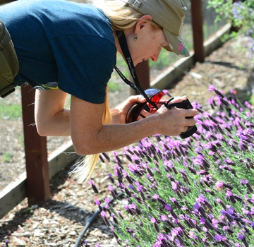 Rita LeRoy of the Loma Vista Farm, Vallejo, recently visited the UC Davis bee haven on Bee Biology Road. (Photo by Kathy Keatley Garvey)
