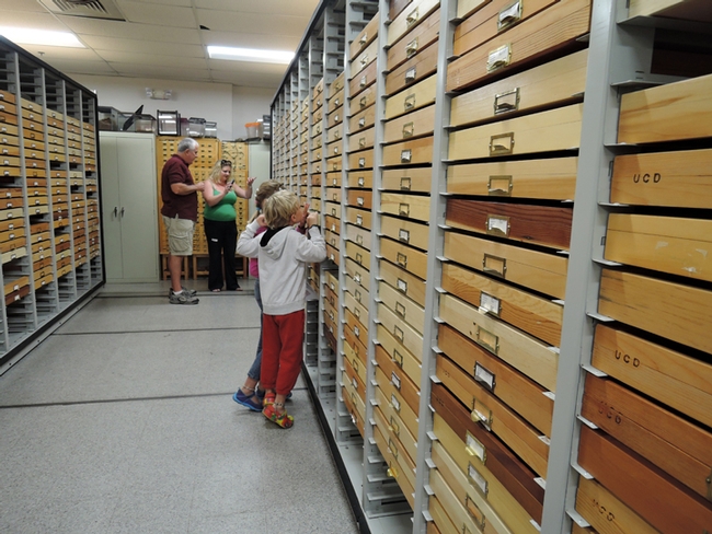 Griffin Shepherd, 7, and his sister, Savannah, 10, of Winters examine some of the specimen drawers. In the background is entomologist and Bohart Museum associate Jeff Smith talking to Alanna Vorous of Sacramento. (Photo by Kathy Keatley Garvey)