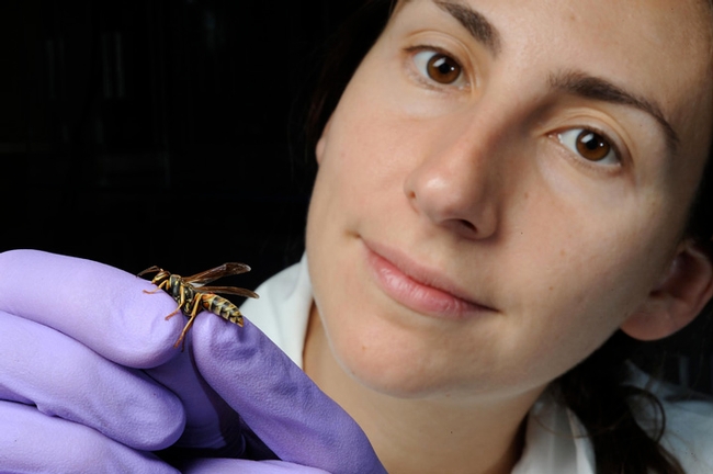 Amy Toth with a favorite wasp. (Photo courtesy of Iowa State University)