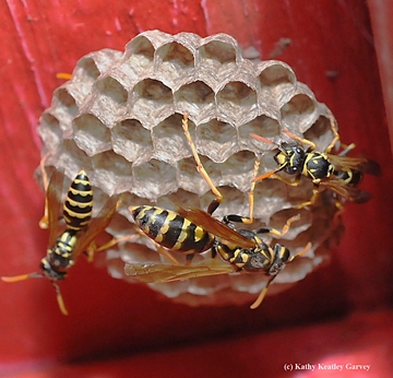 Wasps are artists, says Amy Toth. These are European paper wasps building their nest. (Photo by Kathy Keatley Garvey)