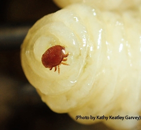 Questions about the Varroa mite (Varroa destructor), enemies of honey bees, are often asked at the Linnaean Games. This varroa is on a drone pupa. (Photo by Kathy Keatley Garvey)