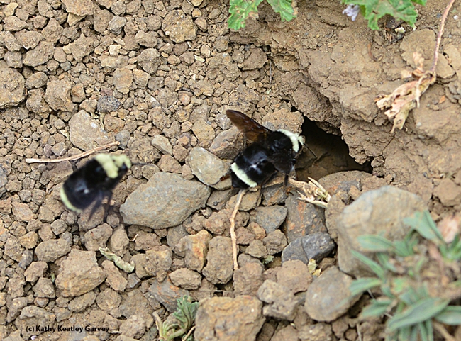A colony of yellow-faced bumble bees, Bombus vosnesenskii, works throughout the Loma Vista Farm's Spring Festival. (Photo by Kathy Keatley Garvey)
